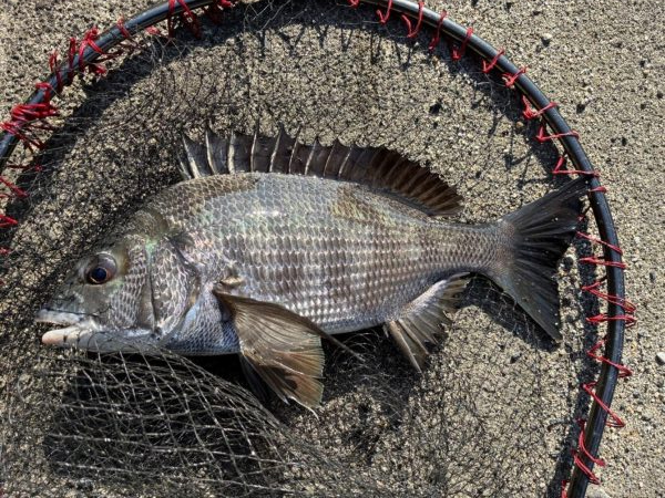 イチノ兄弟、釣果！