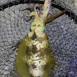 2025 佐渡ヶ島エギング Vol.48【11月7日】