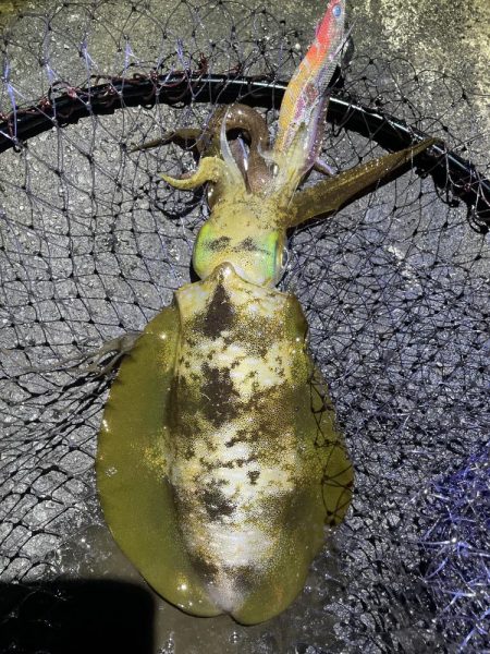 2025 佐渡ヶ島エギング Vol.48【11月7日】