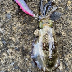 2025 佐渡ヶ島エギング Vol.49【11月8日】