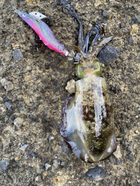 2025 佐渡ヶ島エギング Vol.49【11月8日】