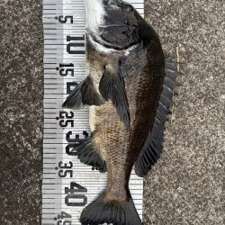 イチノ兄弟、釣果!