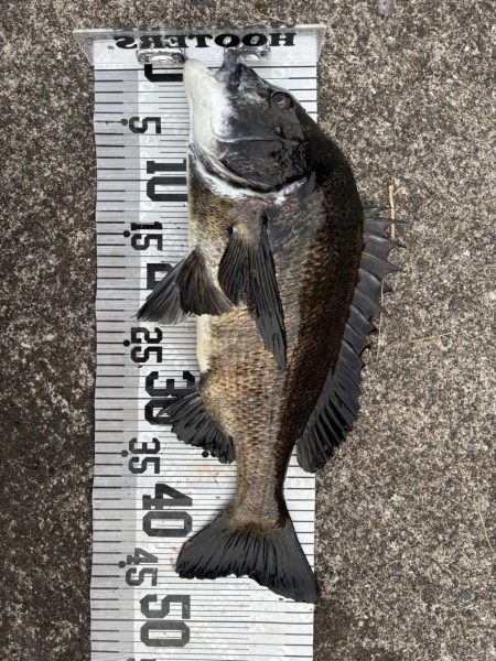 イチノ兄弟、釣果!