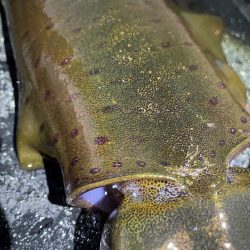 2025 佐渡ヶ島エギング Vol.53【11月13日】