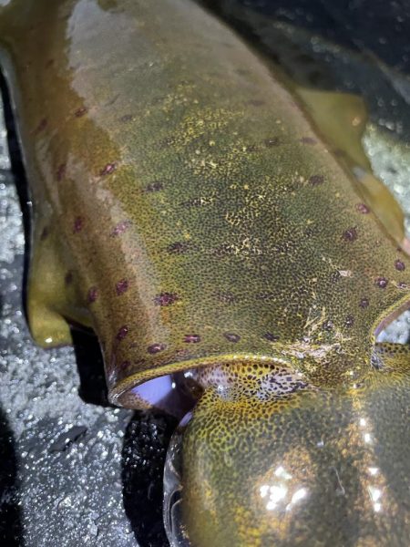 2025 佐渡ヶ島エギング Vol.53【11月13日】