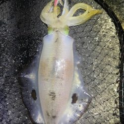 2025 佐渡ヶ島エギング Vol.54【11月15日】