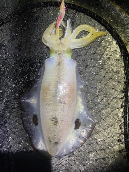 2025 佐渡ヶ島エギング Vol.54【11月15日】