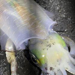 2025 佐渡ヶ島エギング Vol.56【11月17日】