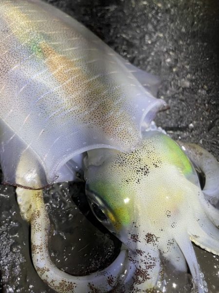 2025 佐渡ヶ島エギング Vol.56【11月17日】