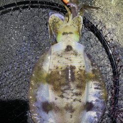 2025 佐渡ヶ島エギング Vol.57【11月20日】