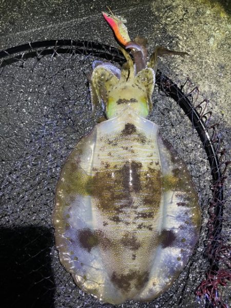 2025 佐渡ヶ島エギング Vol.57【11月20日】