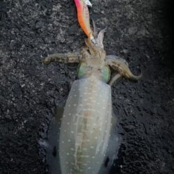 2025 佐渡ヶ島エギング Vol.59【11月24日】