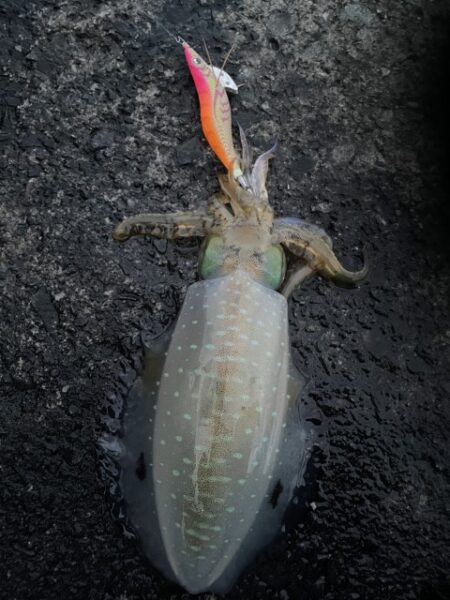 2025 佐渡ヶ島エギング Vol.59【11月24日】