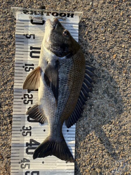 イチノ兄弟、釣果！