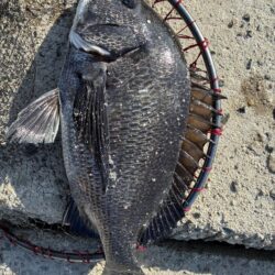 イチノ兄弟、釣果！