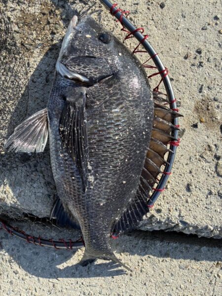 イチノ兄弟、釣果！