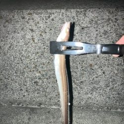 岸タチウオそろそろ終盤?