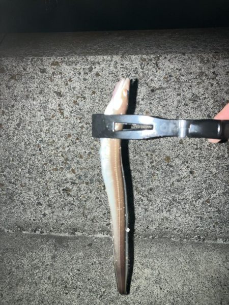 岸タチウオそろそろ終盤?