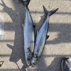 エギングとショアジキ