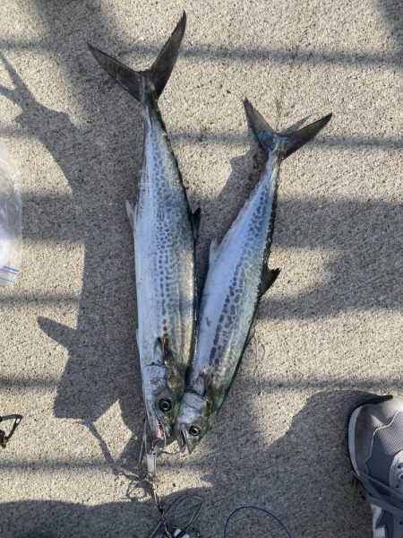 エギングとショアジキ