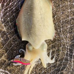 今日はイカの日