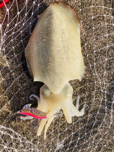 今日はイカの日