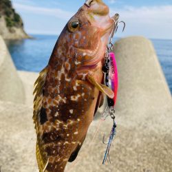 祝アオリイカ自己記録