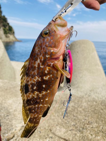 祝アオリイカ自己記録