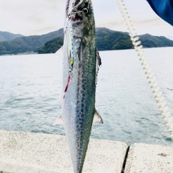 エギングで刀来た