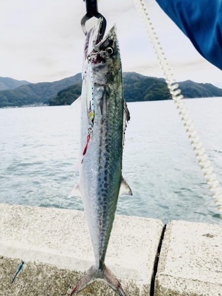 エギングで刀来た