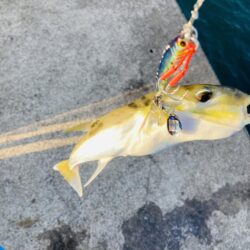 青物、アオリそろそろ終了か