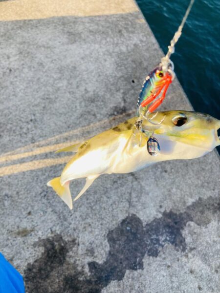 青物、アオリそろそろ終了か