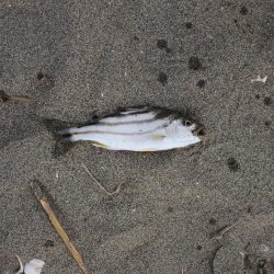 落ちギス釣り　群れは小さい