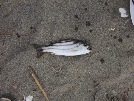 落ちギス釣り　群れは小さい