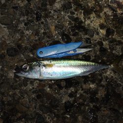 良型アジは釣れず