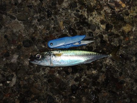 良型アジは釣れず