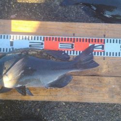 和歌山市江(吉丸渡船)でグレ釣り