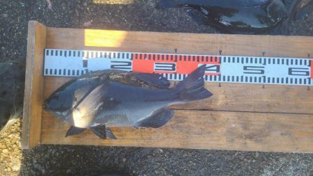 和歌山市江(吉丸渡船)でグレ釣り