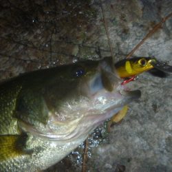 一庫ダム釣行　11月17日
