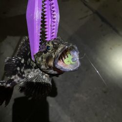 大阪湾奥アジング