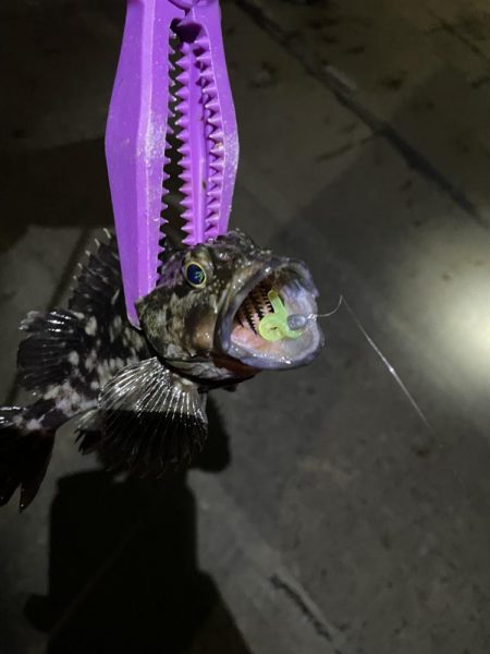 大阪湾奥アジング