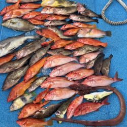 やっぱりSLJはおもしろい!