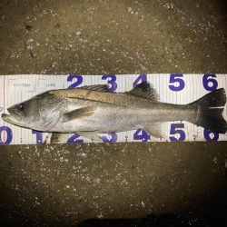 シーバスフィッシング