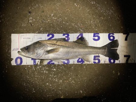 シーバスフィッシング