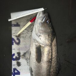 ランカーシーバス！