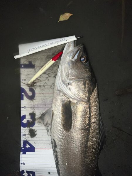 ランカーシーバス！