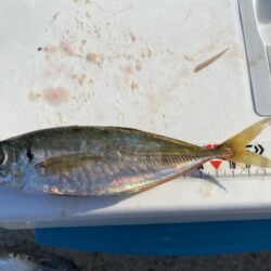 カワハギ&アジ一束釣り