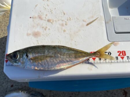 カワハギ&アジ一束釣り