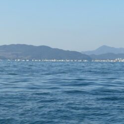 初シロアマGET！