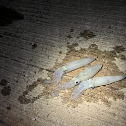 ヒイカが爆釣していると噂